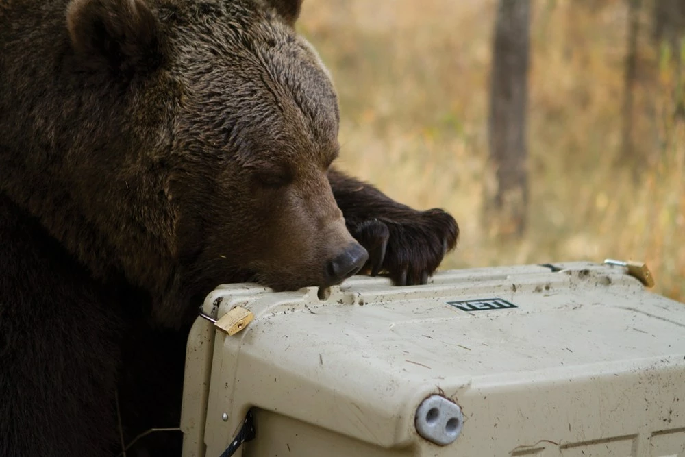 YETI Tundra 65 Cooler - Image 5